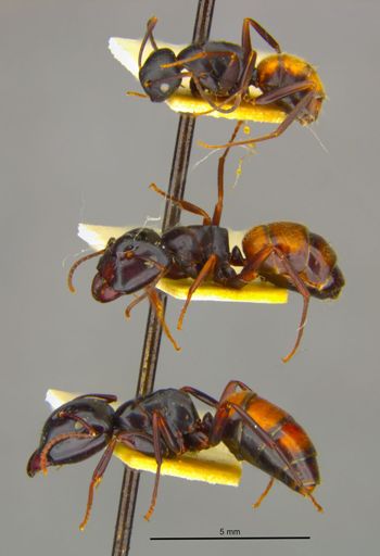 Media type: image;   Entomology 8721 Aspect: habitus lateral view